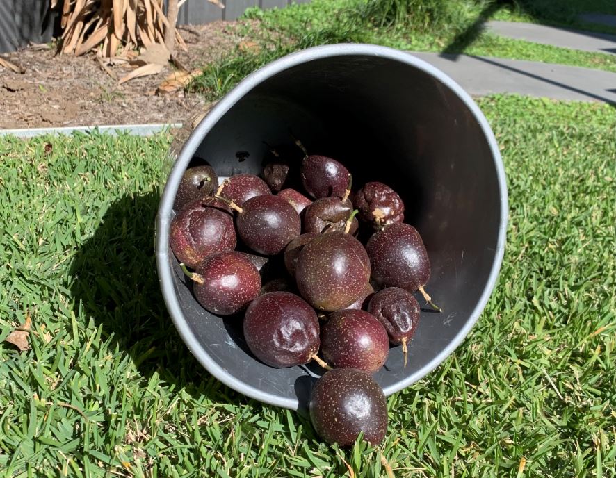 Passionfruit in an upturned bucket