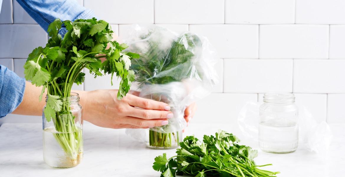 Woman storing herbs to keep them fresh